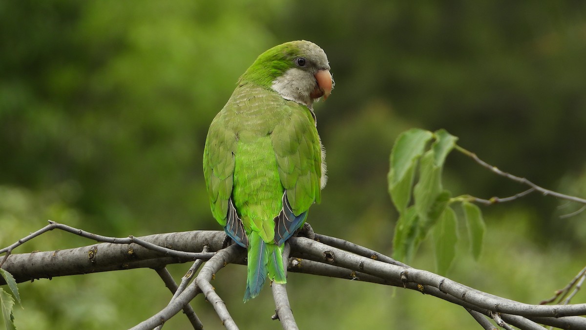 Monk Parakeet - Manuel García Ruiz