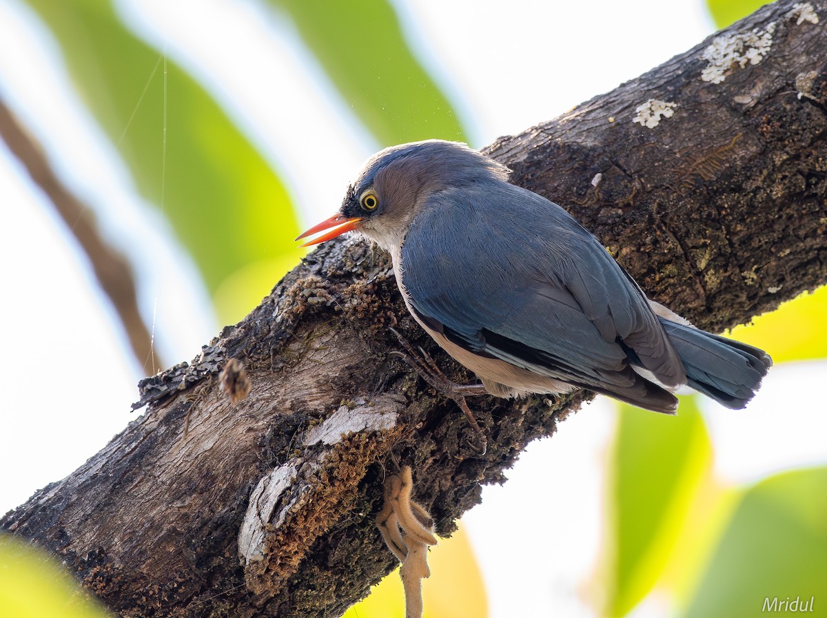 Velvet-fronted Nuthatch - ML619184205