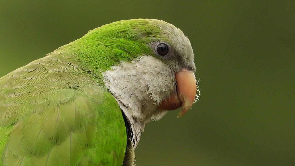 Monk Parakeet - Manuel García Ruiz