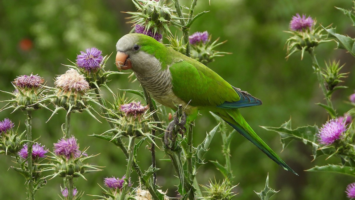 Monk Parakeet - Manuel García Ruiz