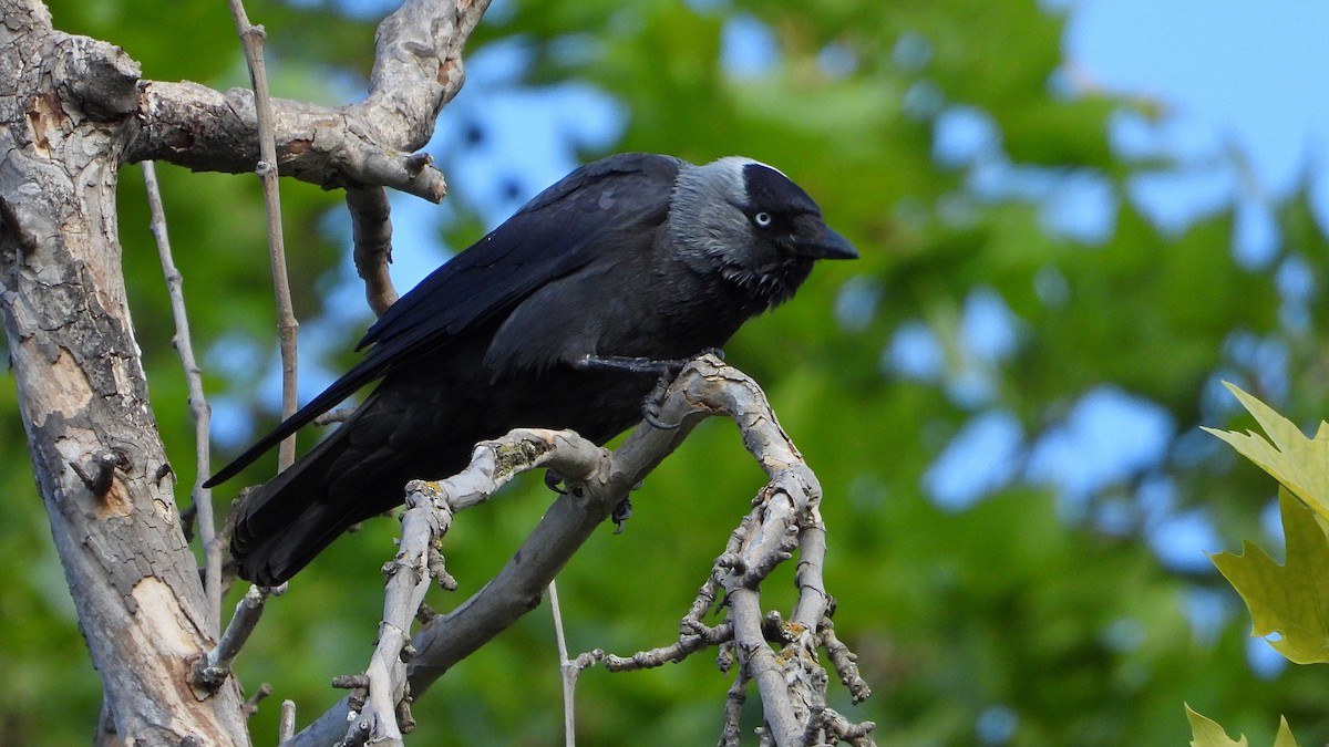 Eurasian Jackdaw - Manuel García Ruiz