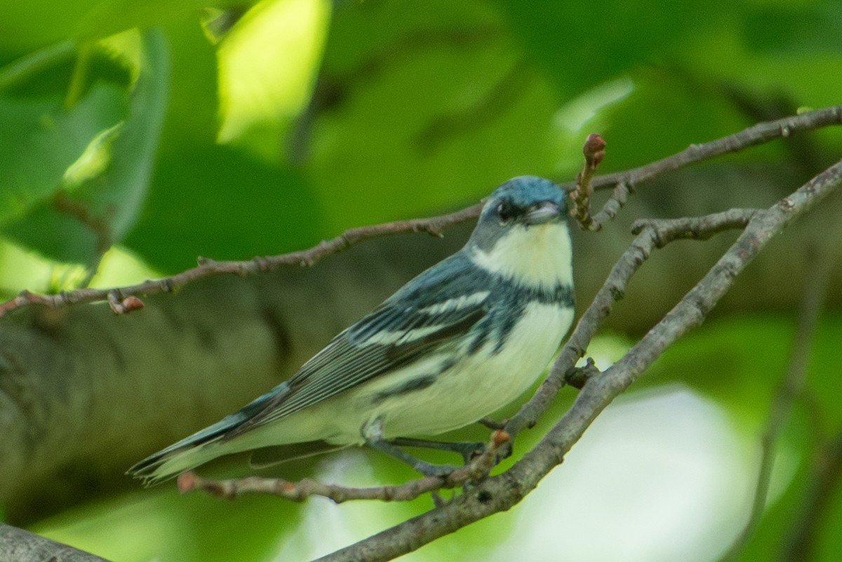 Cerulean Warbler - Yixiao Liu