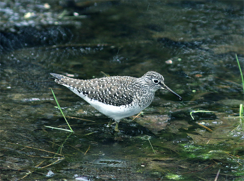 Solitary Sandpiper - Mike Fahay
