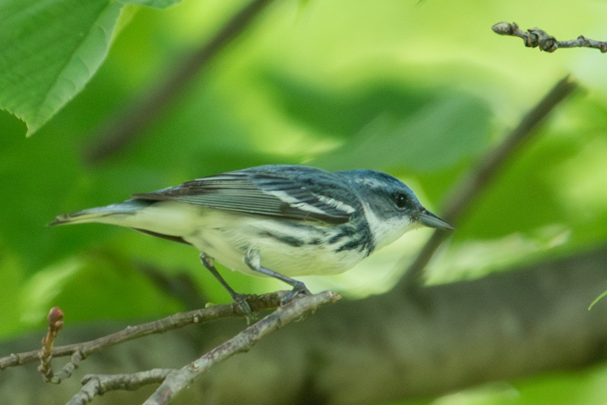 Cerulean Warbler - Yixiao Liu