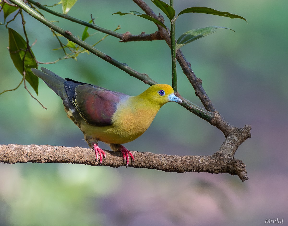 Wedge-tailed Green-Pigeon - Mridul Anand