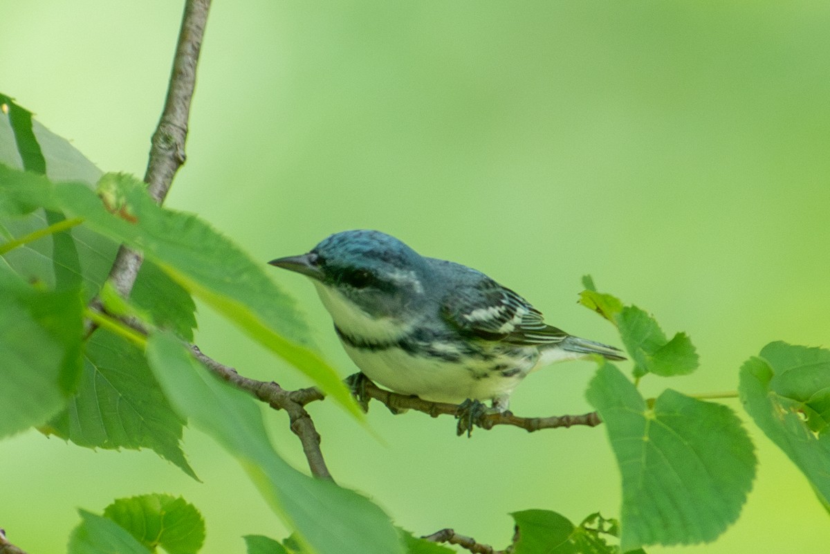 Cerulean Warbler - Yixiao Liu