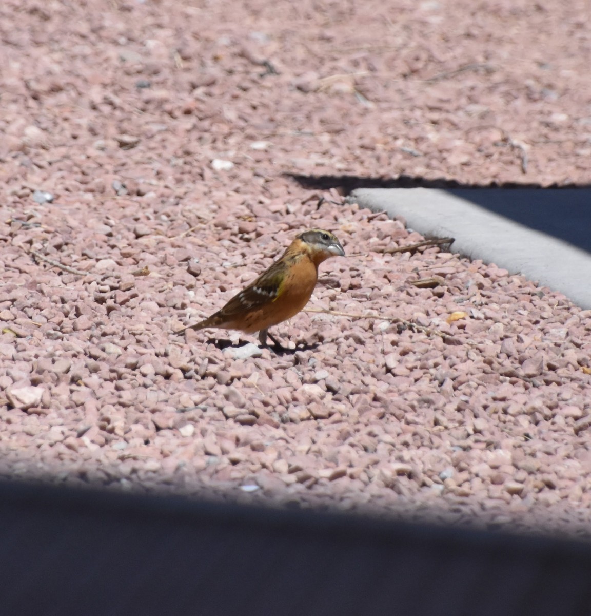 Black-headed Grosbeak - Anonymous