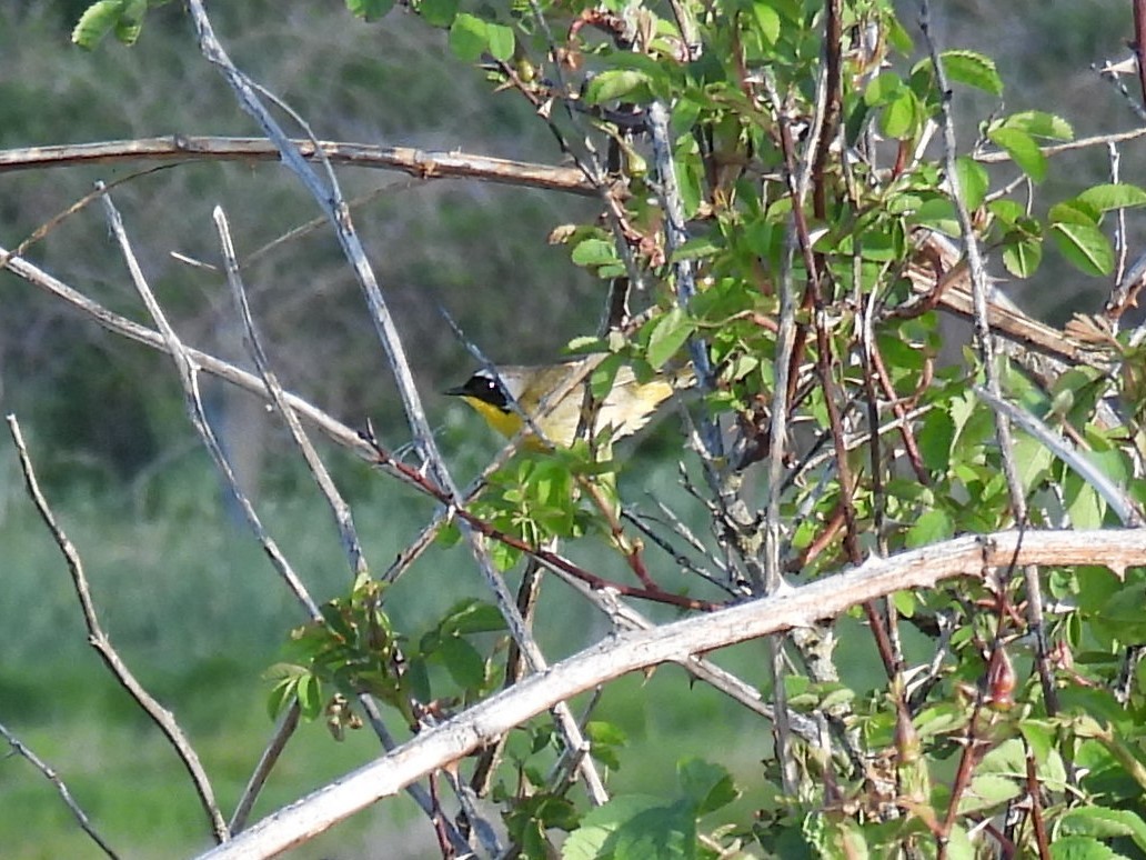 Common Yellowthroat - Julie Riely