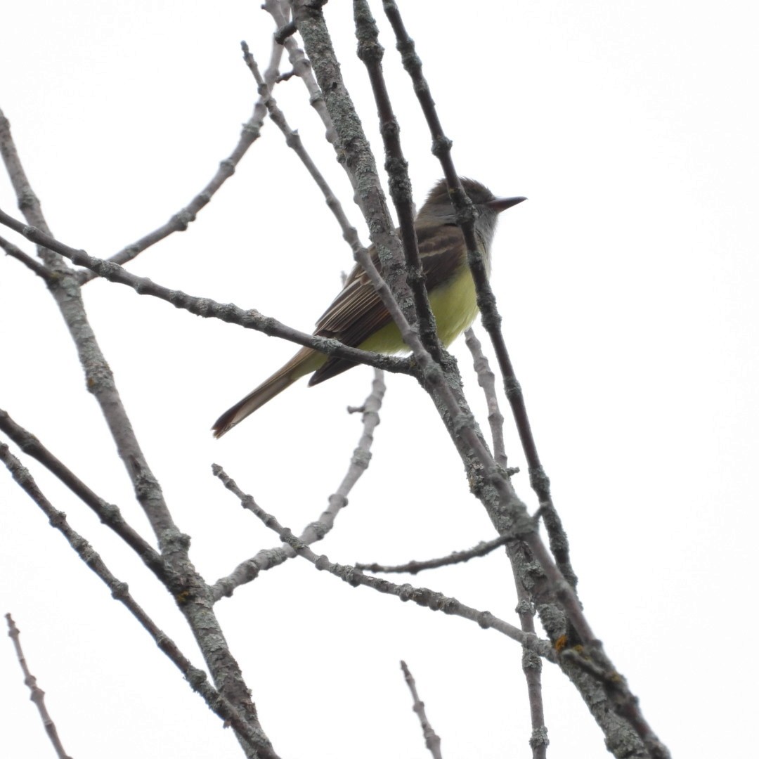 Great Crested Flycatcher - Manon Guglia