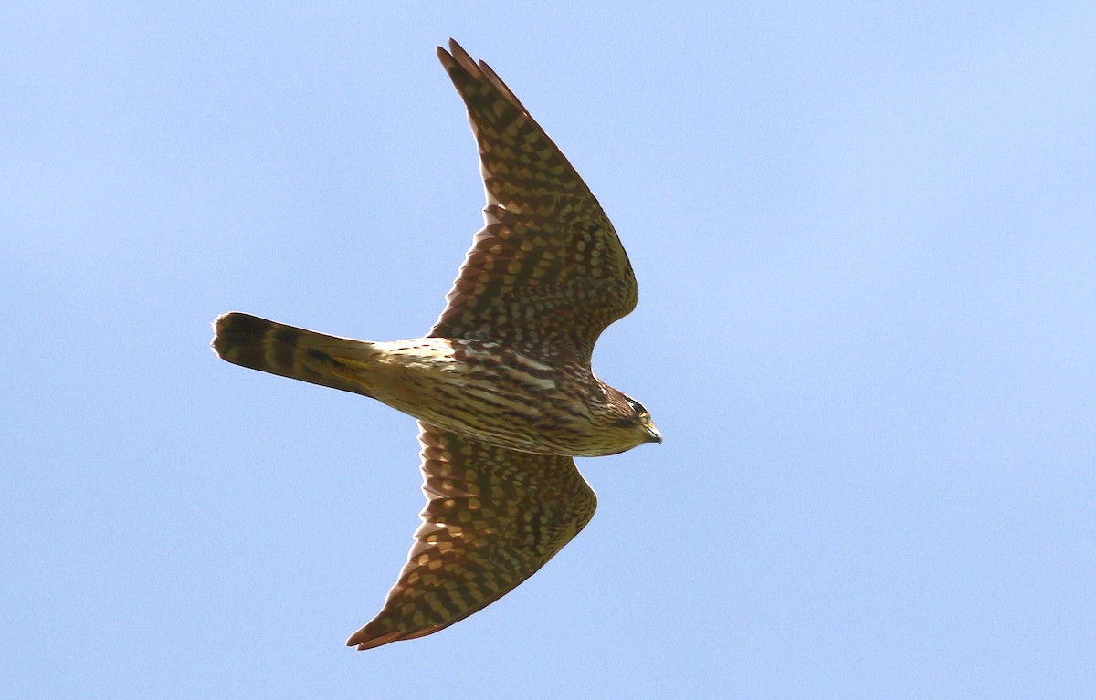 Merlin (Taiga) - ML619184280