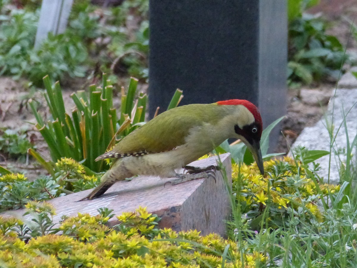 Eurasian Green Woodpecker - Robert Unt-ucht