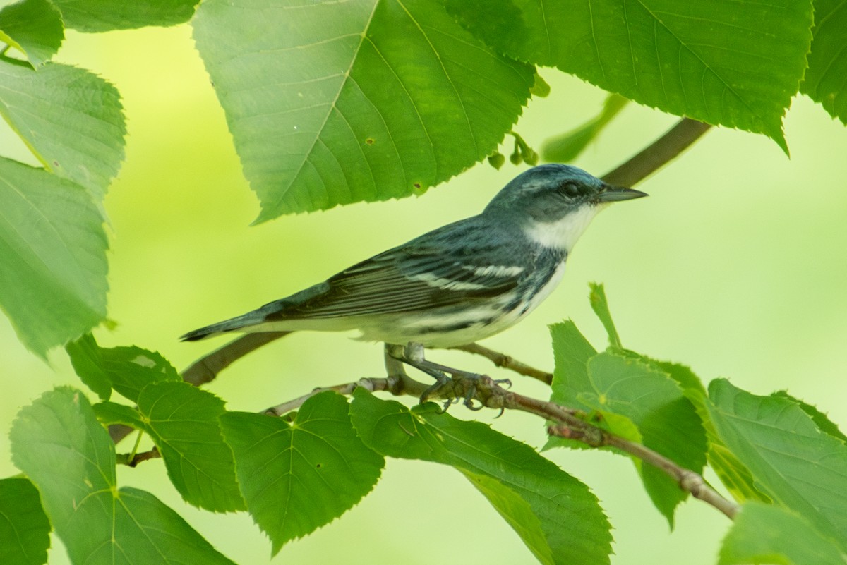 Cerulean Warbler - Yixiao Liu