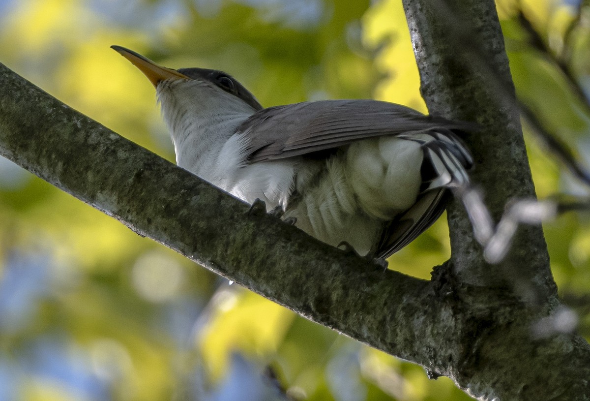 Yellow-billed Cuckoo - John Longhenry