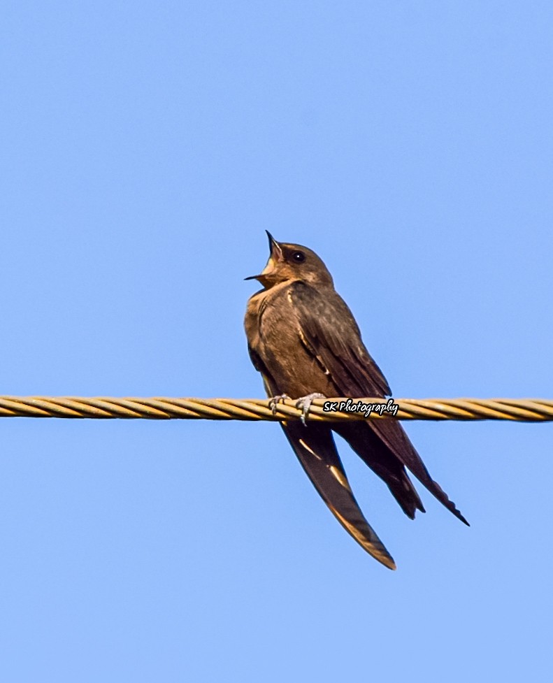 Dusky Crag-Martin - Sanjana Kajawe