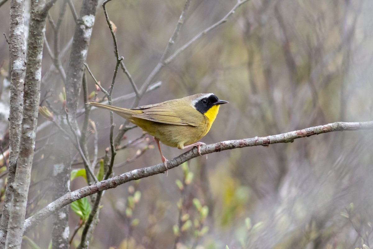 Common Yellowthroat - Brenton Reyner