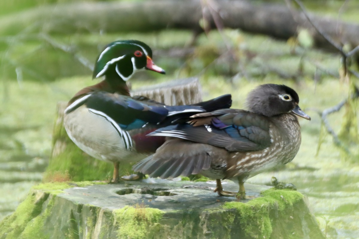 Wood Duck - Geoffrey Garver