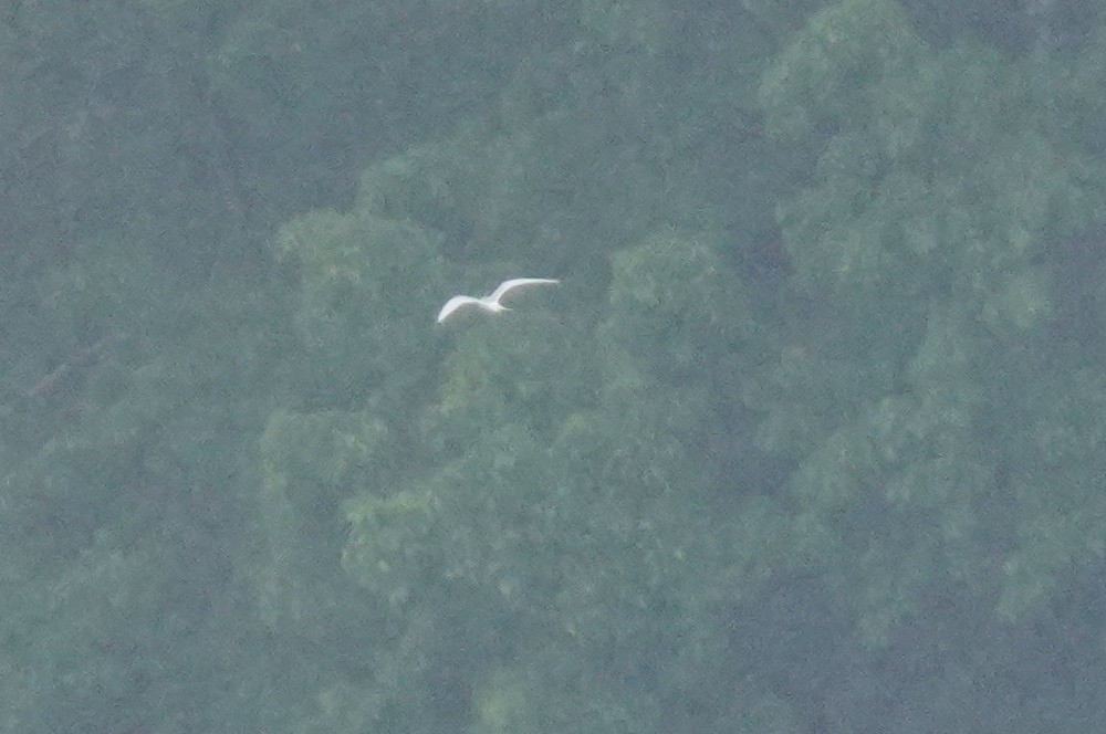 Forster's Tern - Dennis Mersky