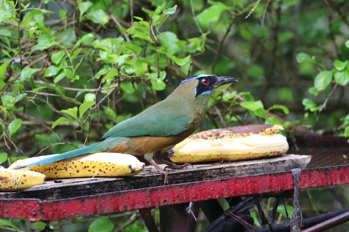 Whooping Motmot (Whooping) - Stu Elsom