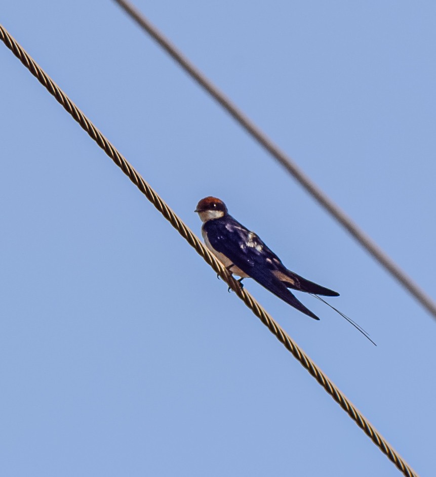 Wire-tailed Swallow - Sanjana Kajawe