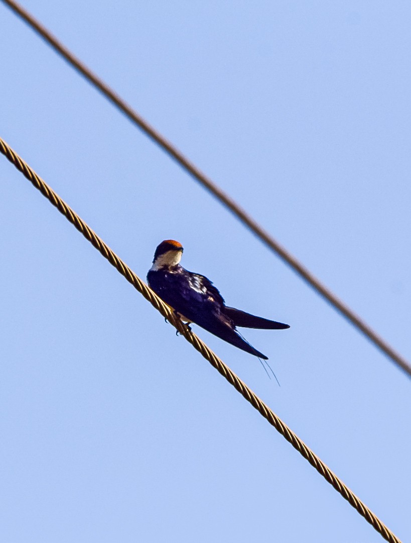 Wire-tailed Swallow - Sanjana Kajawe
