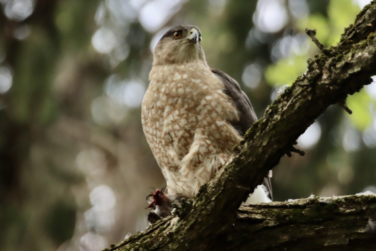 Cooper's Hawk - ML619184381