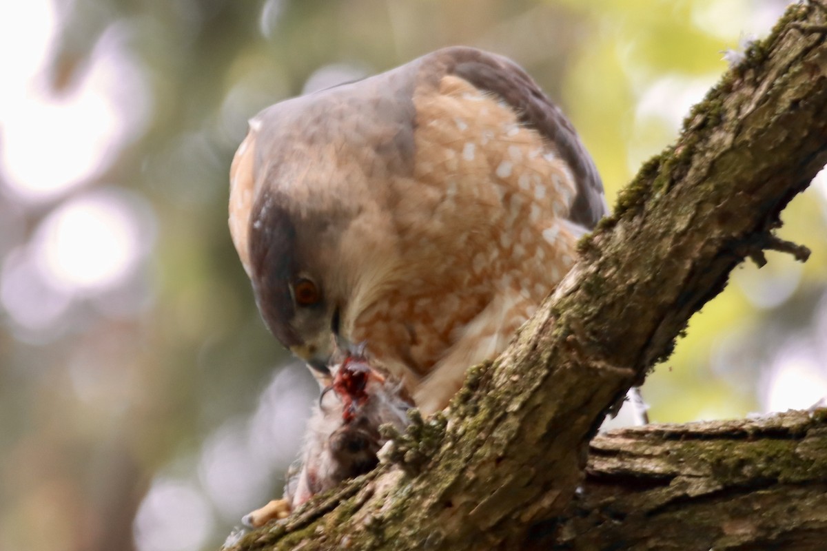 Cooper's Hawk - ML619184382