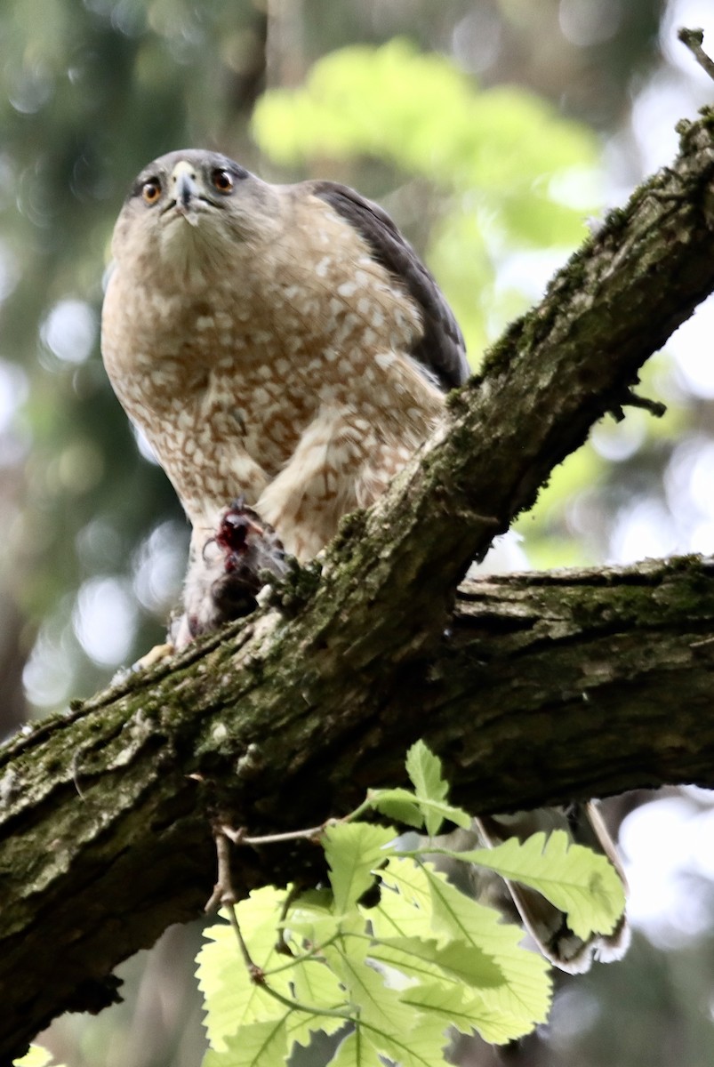 Cooper's Hawk - ML619184383