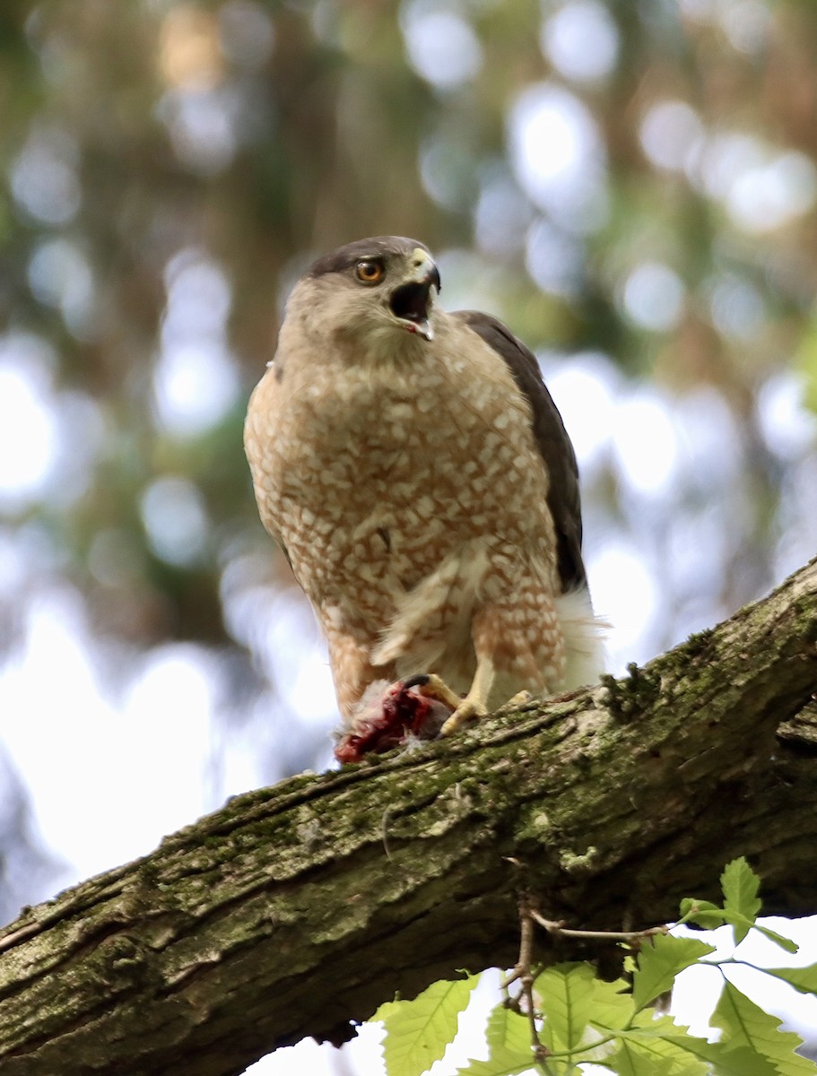 Cooper's Hawk - Geoffrey Garver