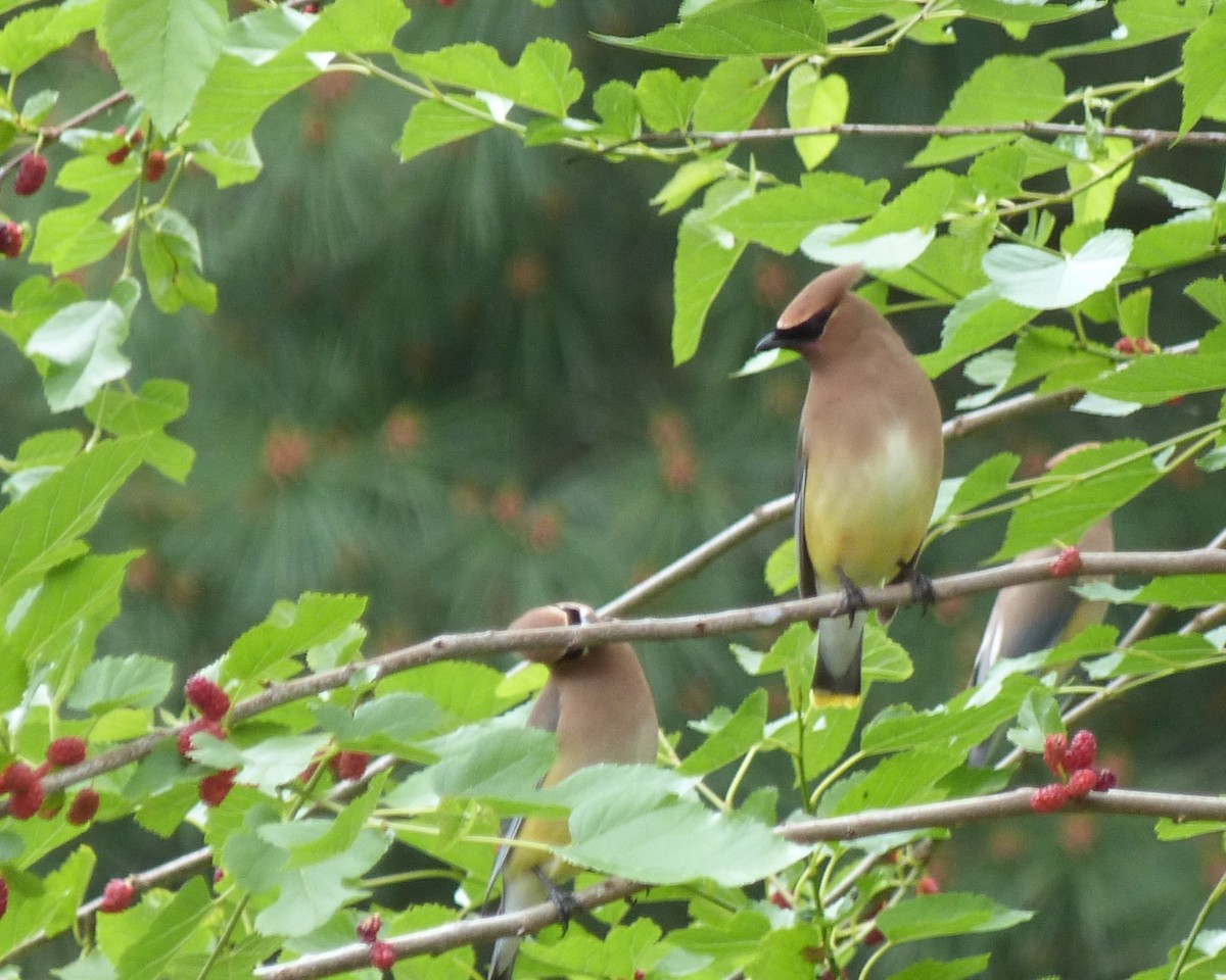 Cedar Waxwing - Hugo Quinonez