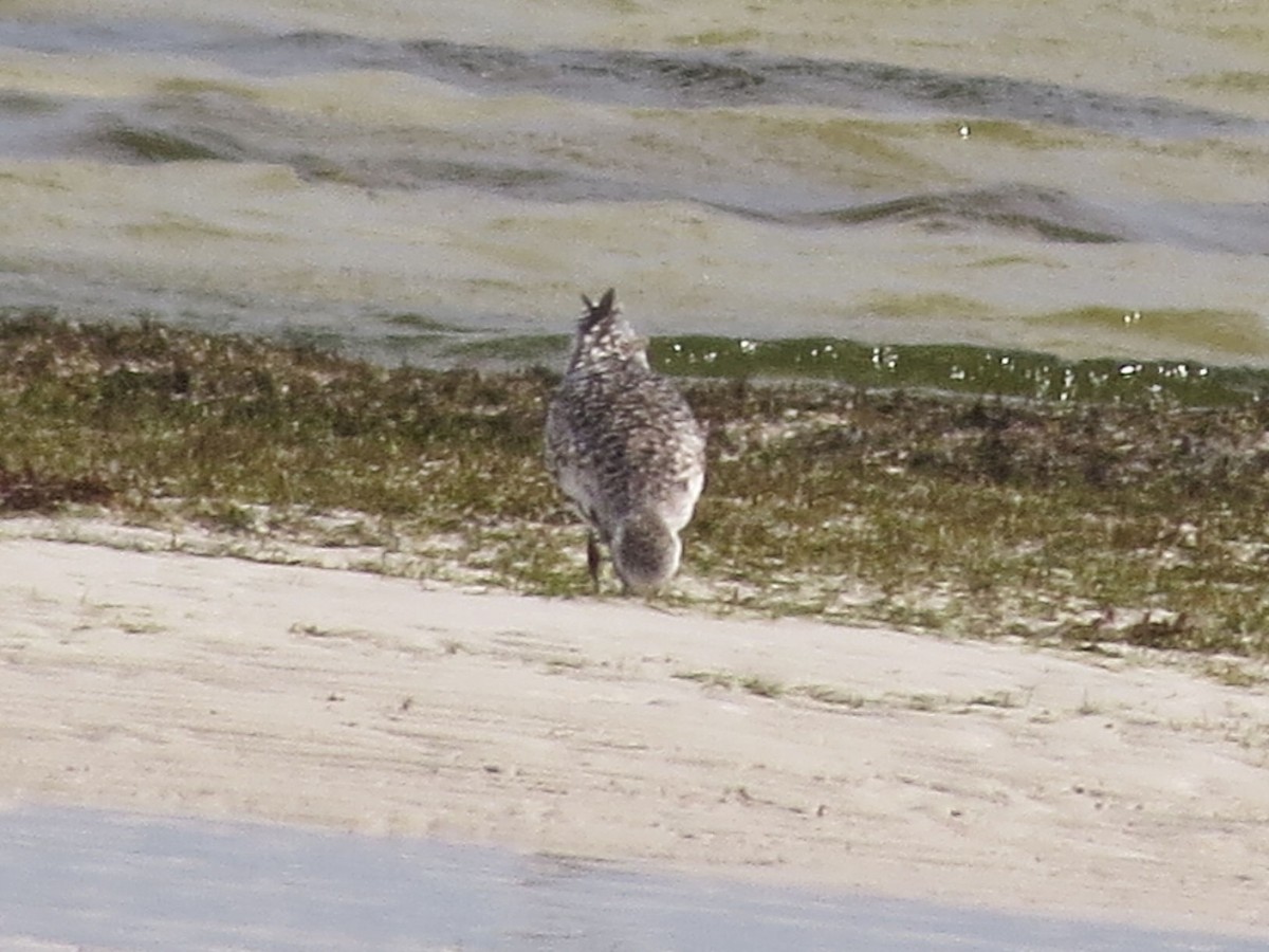 Black-bellied Plover - Susan Patla