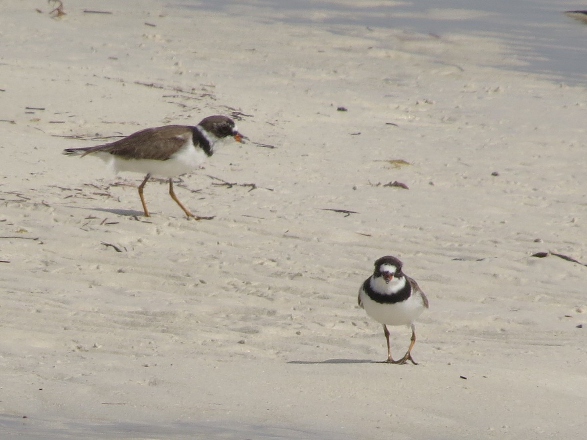 Semipalmated Plover - Susan Patla