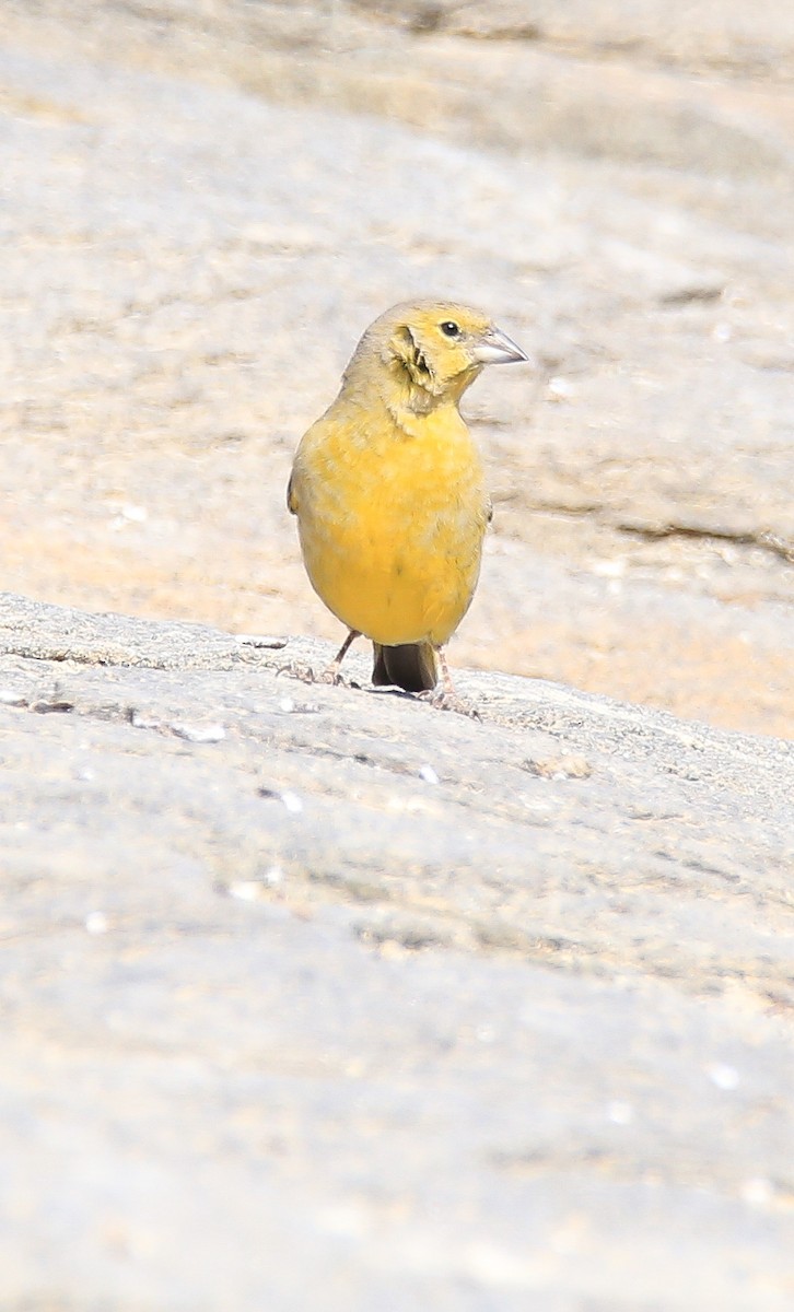 Greenish Yellow-Finch - Elías Marín