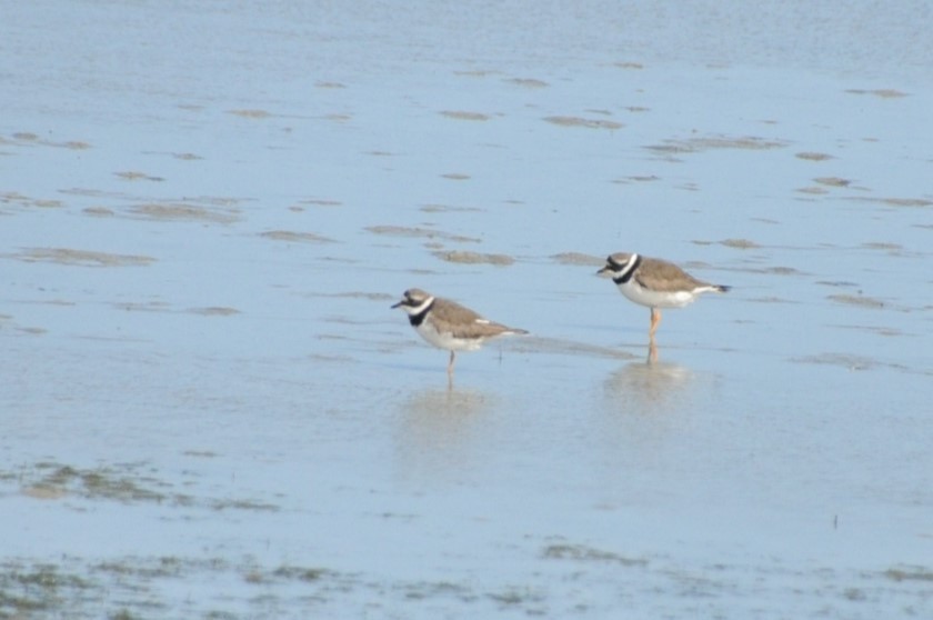 Common Ringed Plover - ML619184421