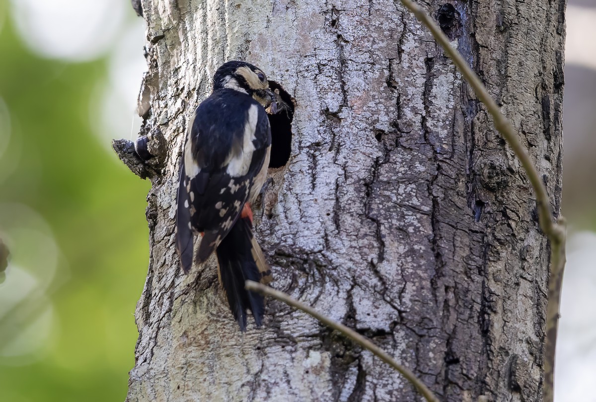 Great Spotted Woodpecker - Mark Rose