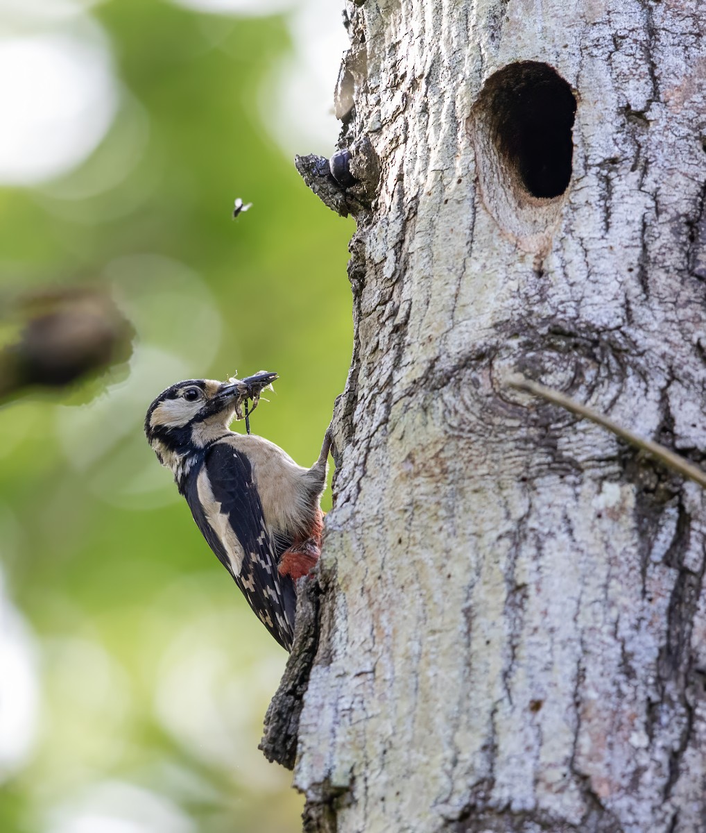 Great Spotted Woodpecker - Mark Rose