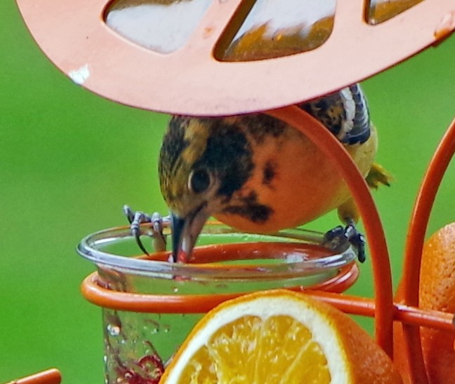 Baltimore Oriole - Bill Winkler