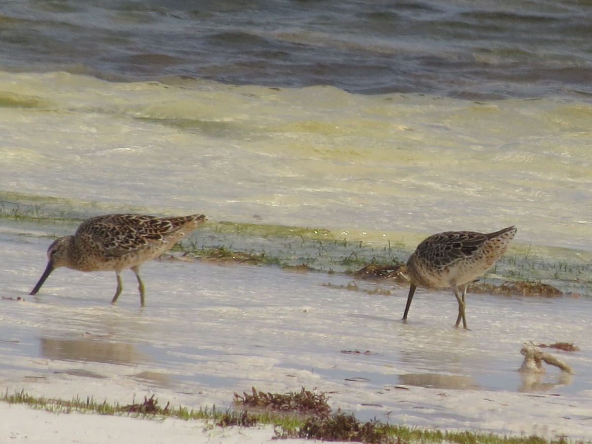 Short-billed Dowitcher - Susan Patla