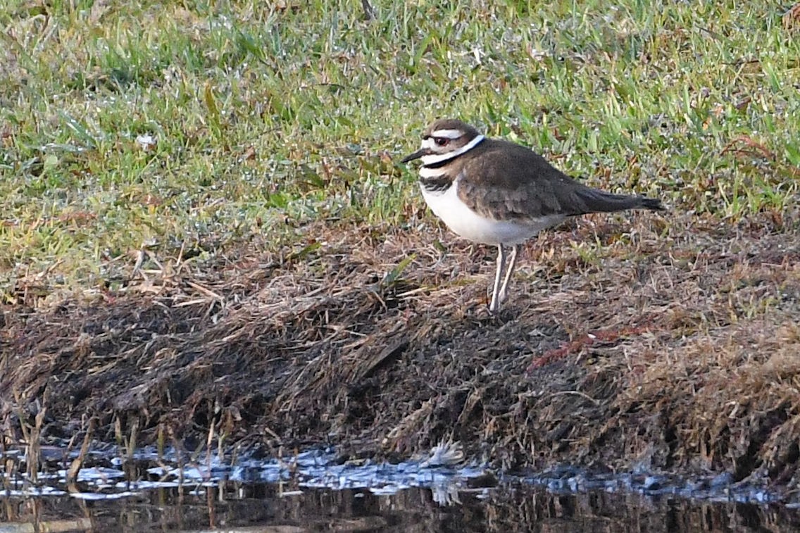 Killdeer - ML619184452