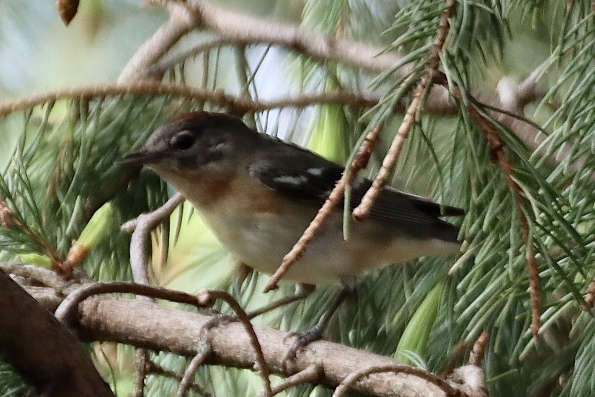 Bay-breasted Warbler - Geoffrey Garver