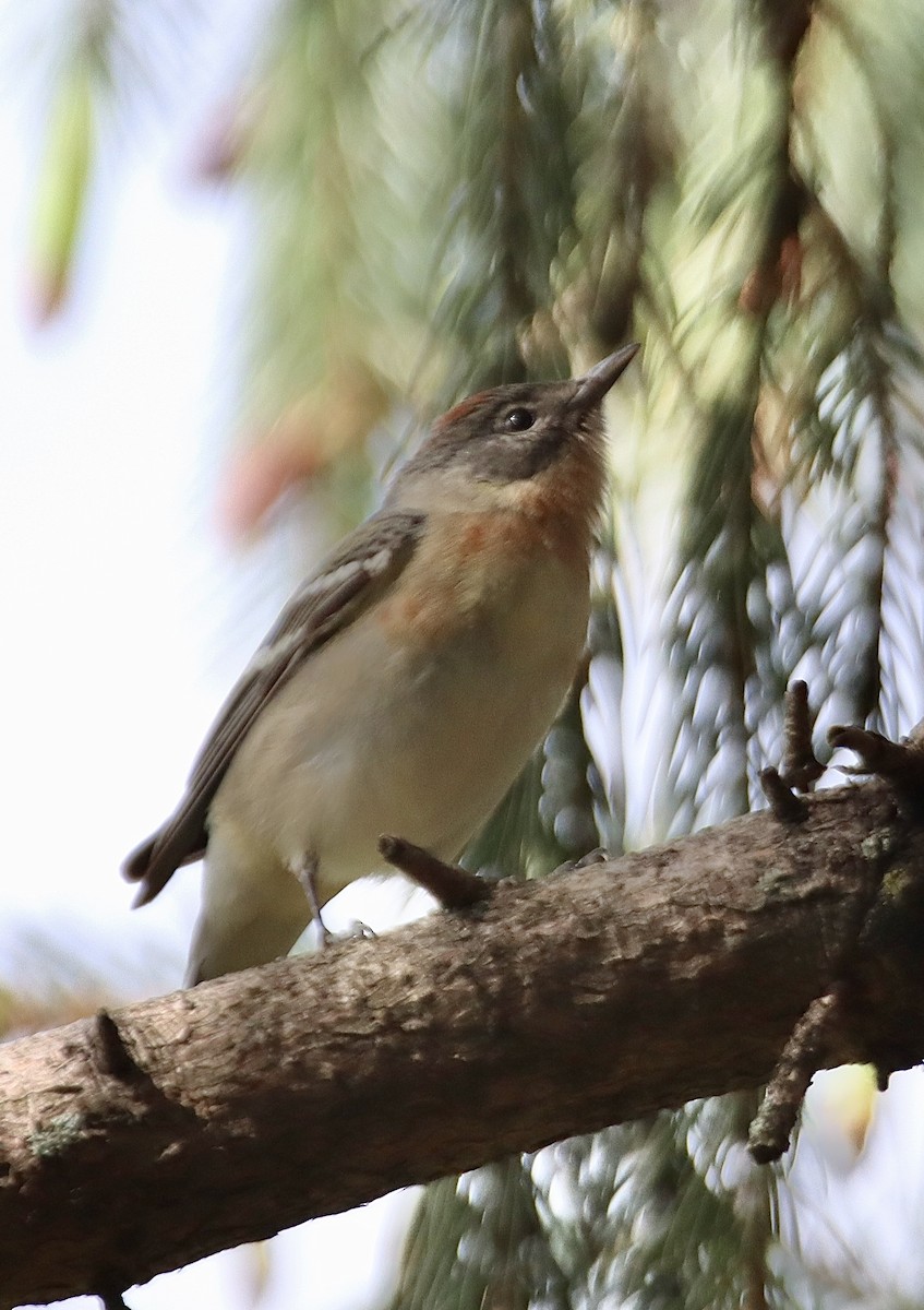 Bay-breasted Warbler - Geoffrey Garver