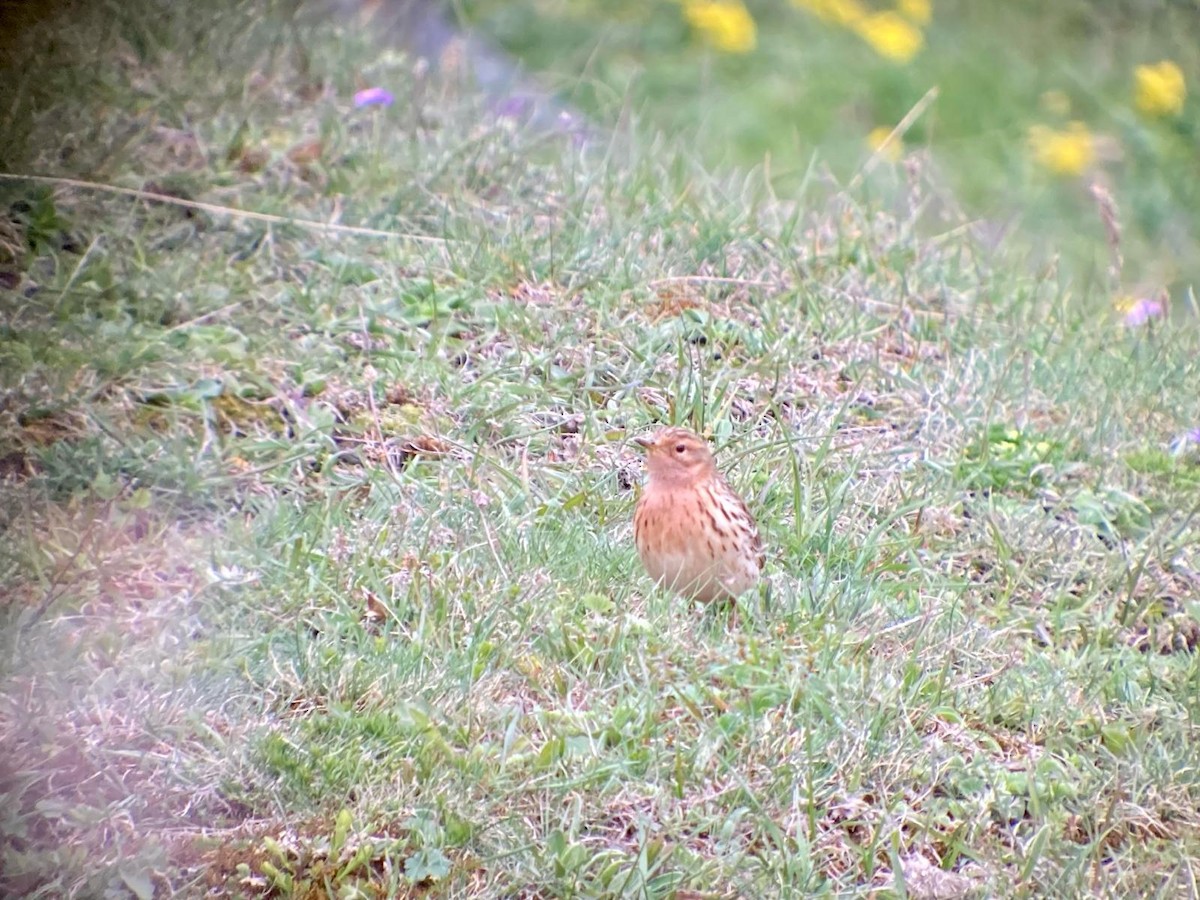 Red-throated Pipit - Tim Spiegel