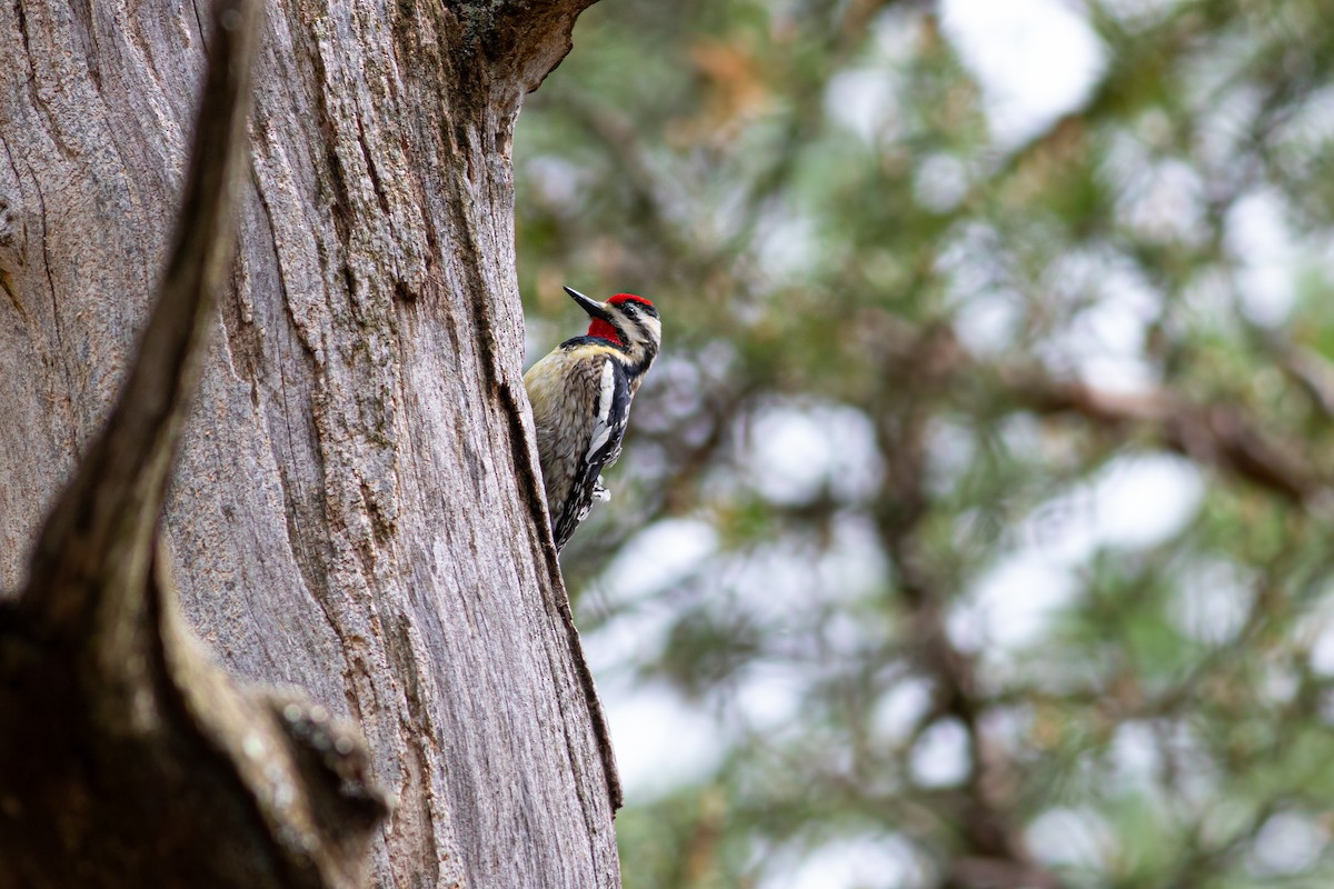 Yellow-bellied Sapsucker - Brenton Reyner