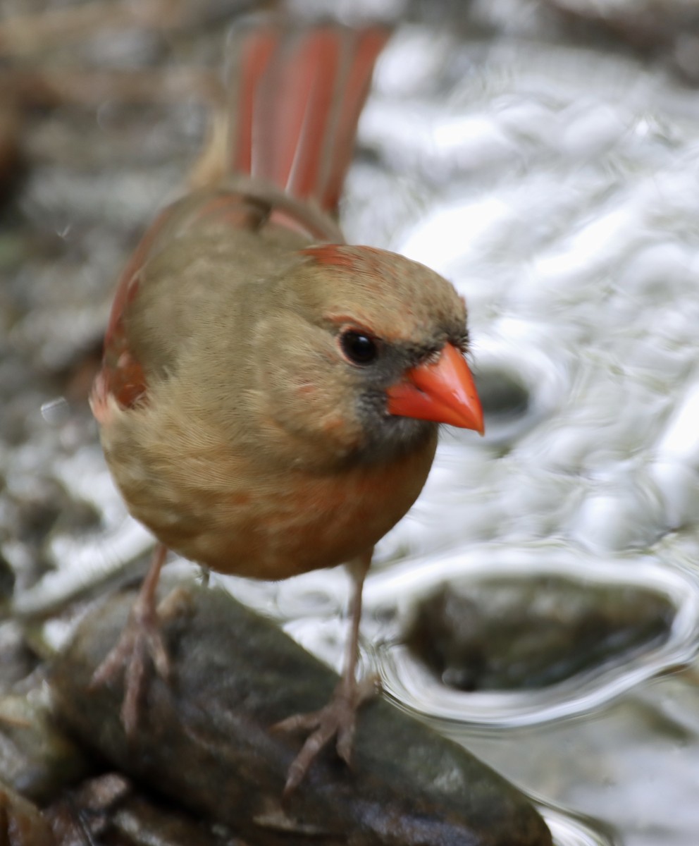 Northern Cardinal - ML619184469