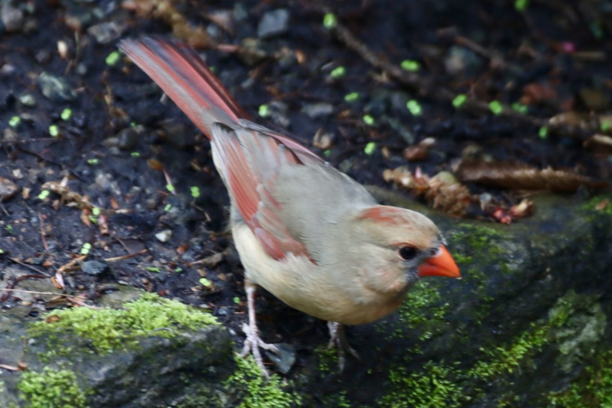 Northern Cardinal - Geoffrey Garver