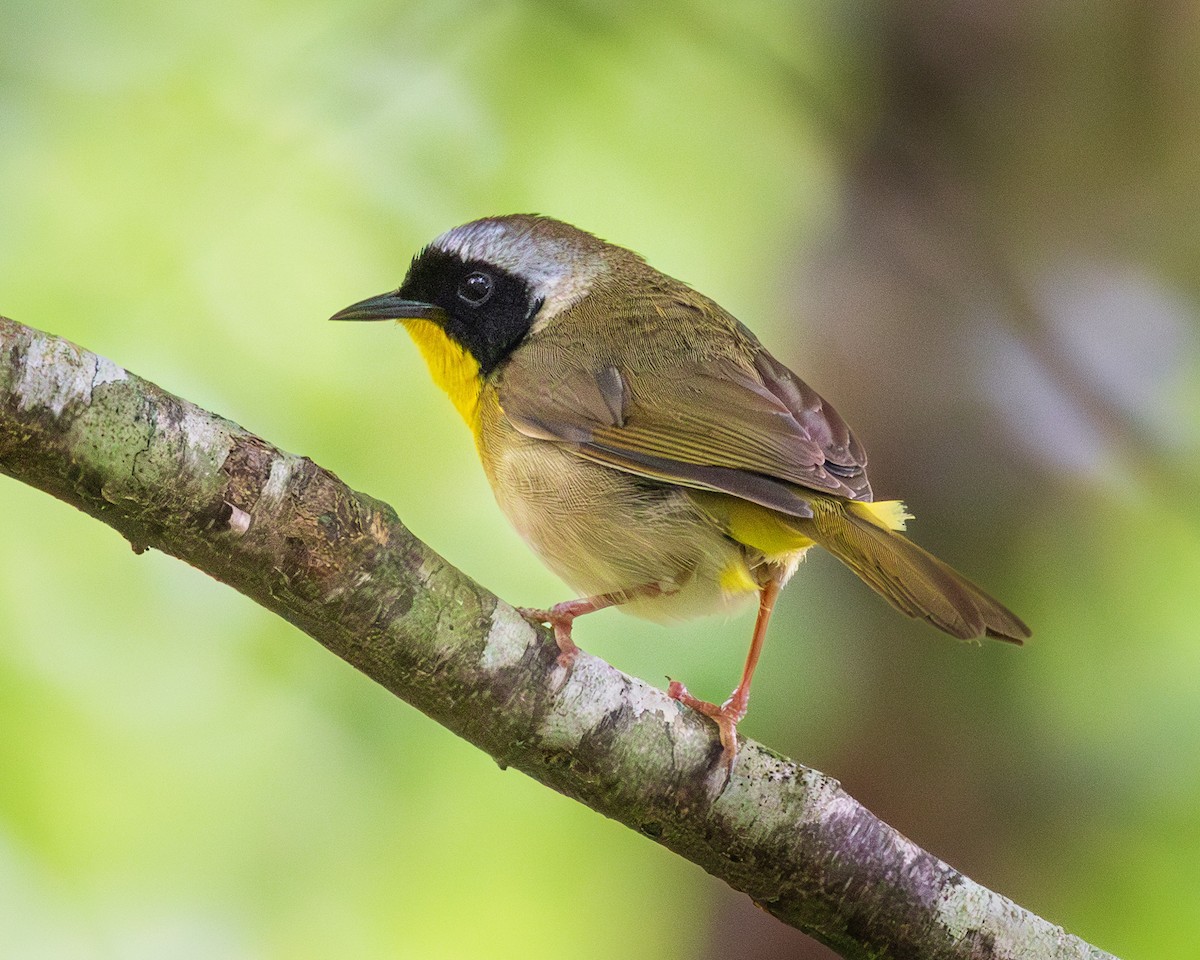 Common Yellowthroat - Todd Fibus