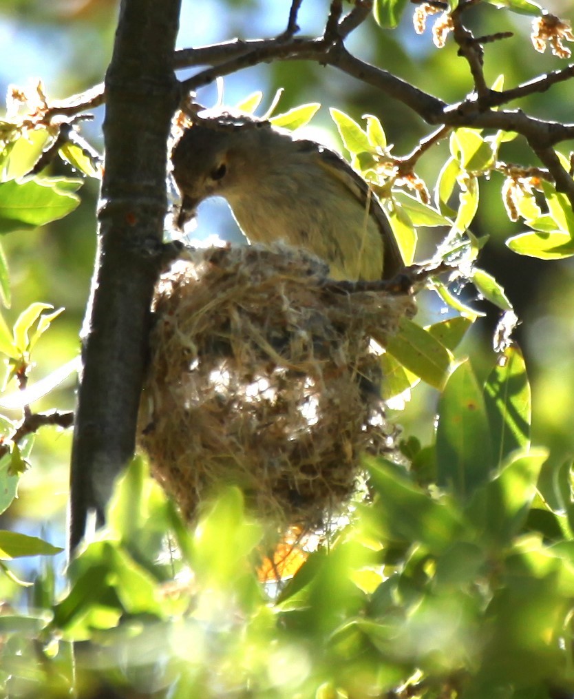 Hutton's Vireo - Ken Lamberton