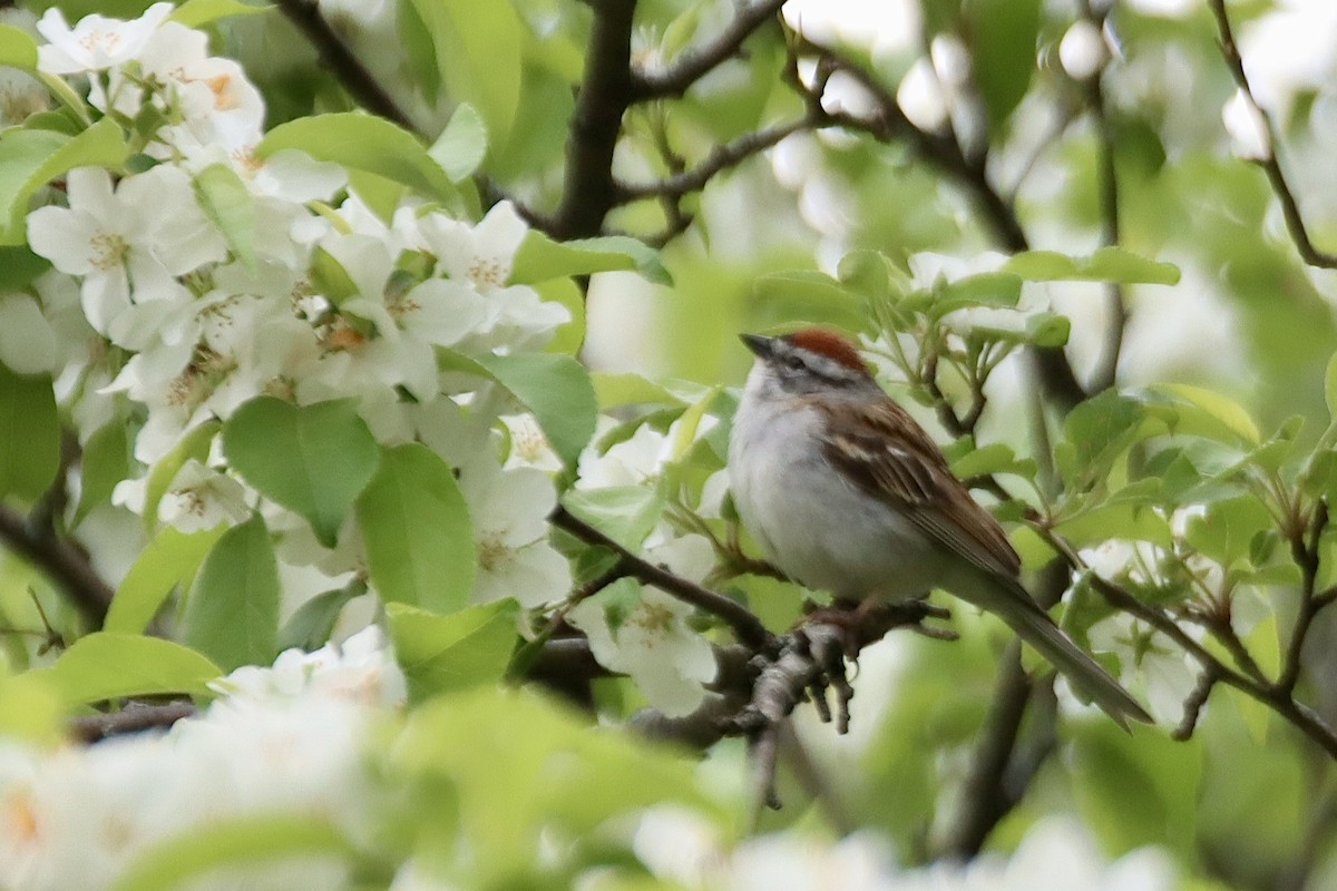 Chipping Sparrow - ML619184481