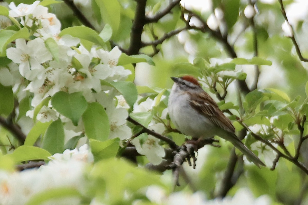 Chipping Sparrow - Geoffrey Garver