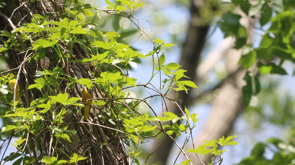 Yellow Warbler - ML619184484