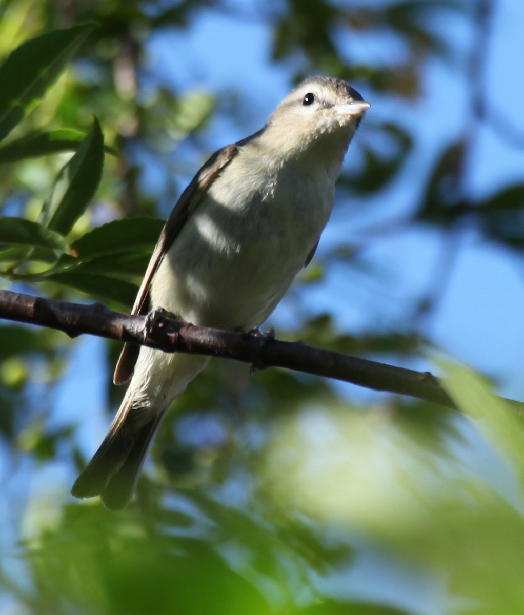 Warbling Vireo - Ken Lamberton